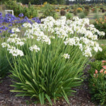 2 White Agapanthus Plants Live, 5-9 Inch Tall, Lily of The Nile Perennial Plants for Outdoor Garden and Landscape