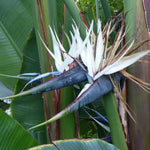 Set 4 White Bird of Paradise Plants Live, 4-8 Inch Tall Tropical Plants for Indoor Outdoor Growing