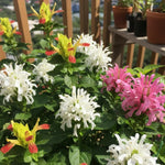 Set 3 Shrimp Plant Live, Live Shrimp Shrubs Plant, Assorted Flower, 5-7 Inches Tall, Easy Care Houseplant, Fragrant Blooms, Indoor Outdoor Growing
