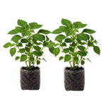 2 Impatiens Plants Live, Impatiens Flower Live Plant, 5 to 7 Inc Tall, Annual Flower Hanging Basket Plants Outdoor Indoor (Double Pink)