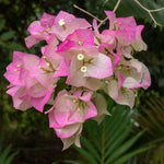 2 Bougainvillea Live Plants, Tropical Bougainvillea Flowering Vine, Fast Growing Outdoor and Container Plant, 4-8'' Tall (White Pink Blooms)