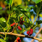 Mulberry Tree Live Plant 5 to 8 Inch Tall, Everbearing Mulberry Bush Live Plant, Mulberry Plant Live (Red Mulberry)
