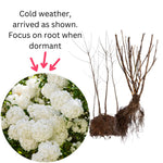 4 Japanese Snowball Viburnum Plants Live Dormant, Hardy White Flowering Shrubs, 1-2 Feet Height