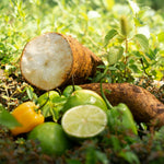 Yuca Plant Live in 4" Potted, Cassava Yuca Trees Sweet Manihot Thick Trunk Seeds Sticks for Outdoor Planting, No CA