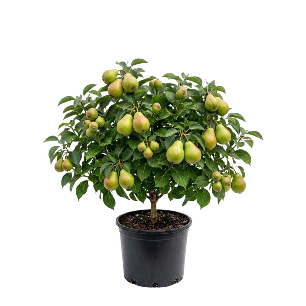 Pear Tree Live Plant, Pear Edible Fruit Tree, 10-18 Inch Tall