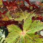 Little Beaver Begonia Plant Potted