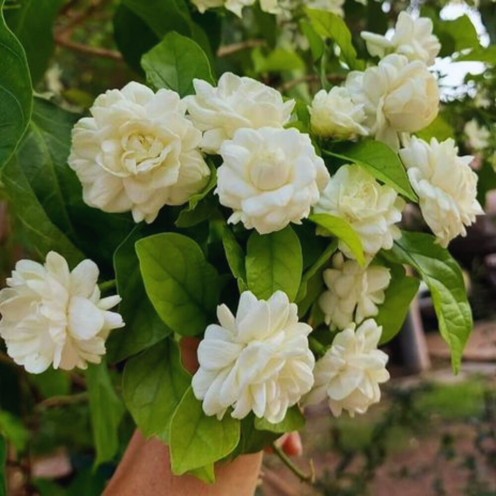 Grand Duke of Tuscany Arabian Jasmine Plants Live - 4 Plants - 5 to 7 Inc Tall - Sambac Jasmine Live Plants