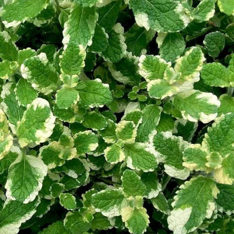 Pineapple Mint Plants Live - 5 to 7 Inch Tall- Fresh Heirloom Mint Plant - Culinary Herb - Indoors Outdoors - Spring/Fall Planting