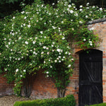 Madame Alfred Carriere Climbing Rose Plant
