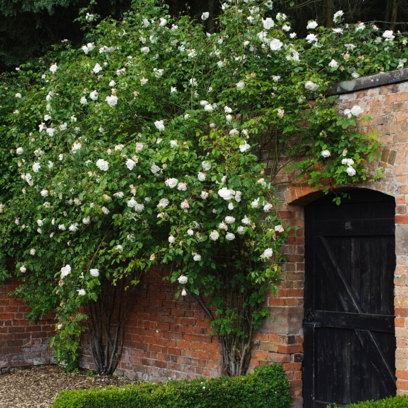 Madame Alfred Carriere Climbing Rose Plant