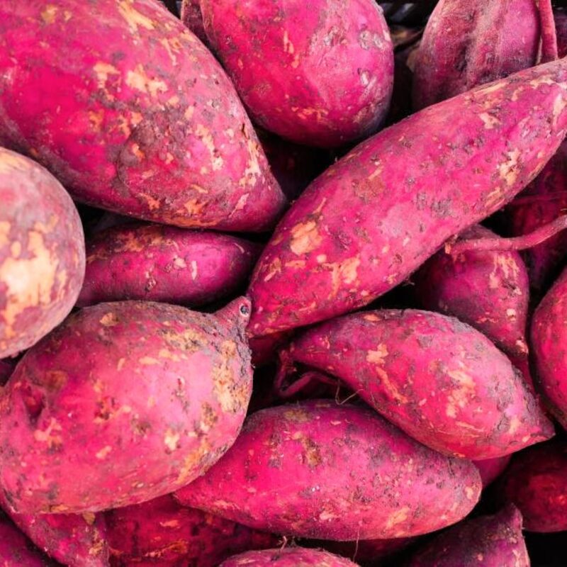 Japanese Red Sweet Potato Slips, Sweet Potato Vine Live Plant - 10 Slips - Non-Gmo Organic - Non-Gmo Organic - Well Rooted - Zone: 10-11- Outdoors - Full Sun