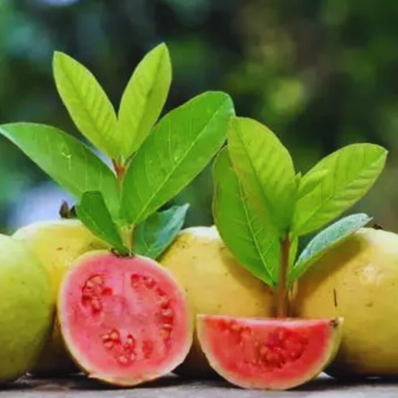 Set 2 Pink Guava Trees Live Plants