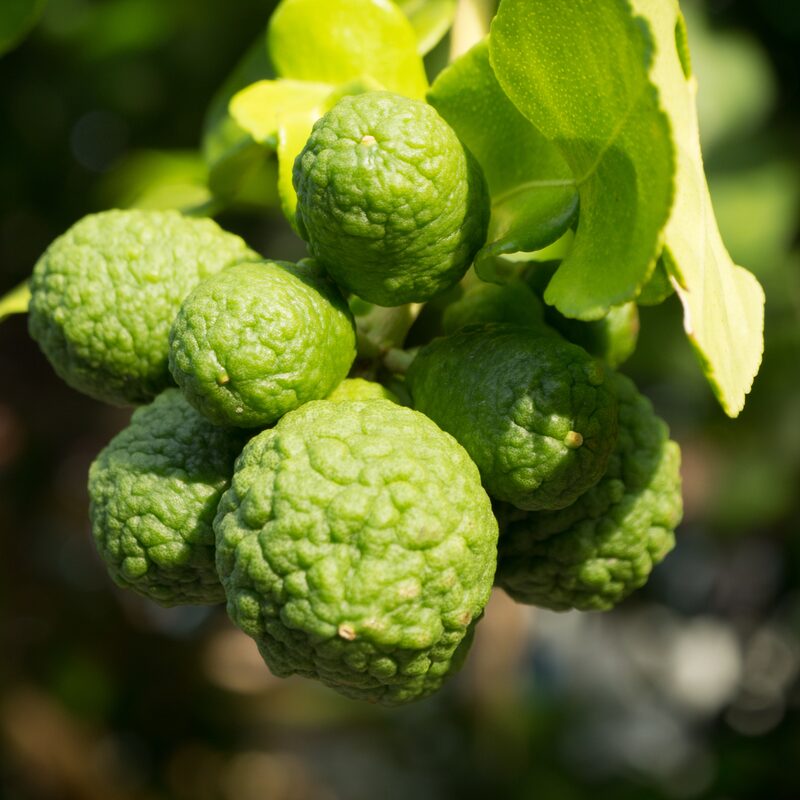 Kaffir Lime Tree 2-5" Tall