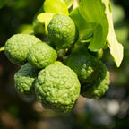 Kaffir Lime Tree 2-5" Tall