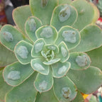Echeveria Raindrops Succulent Plants