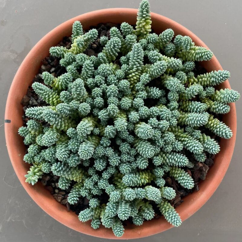 Sedum Dasyphyllum Major Plant, Sedum Major Plant - 4 Inches Pot - Rare Succulent Plant