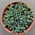 Sedum Dasyphyllum Major Plant, Sedum Major Plant - 4 Inches Pot - Rare Succulent Plant