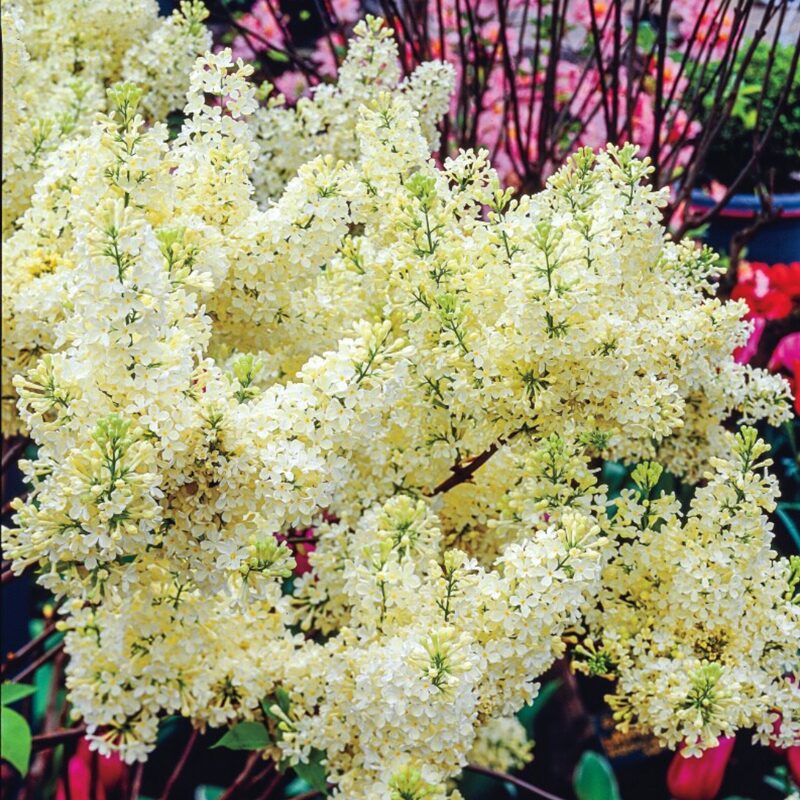 Lilac Tree
