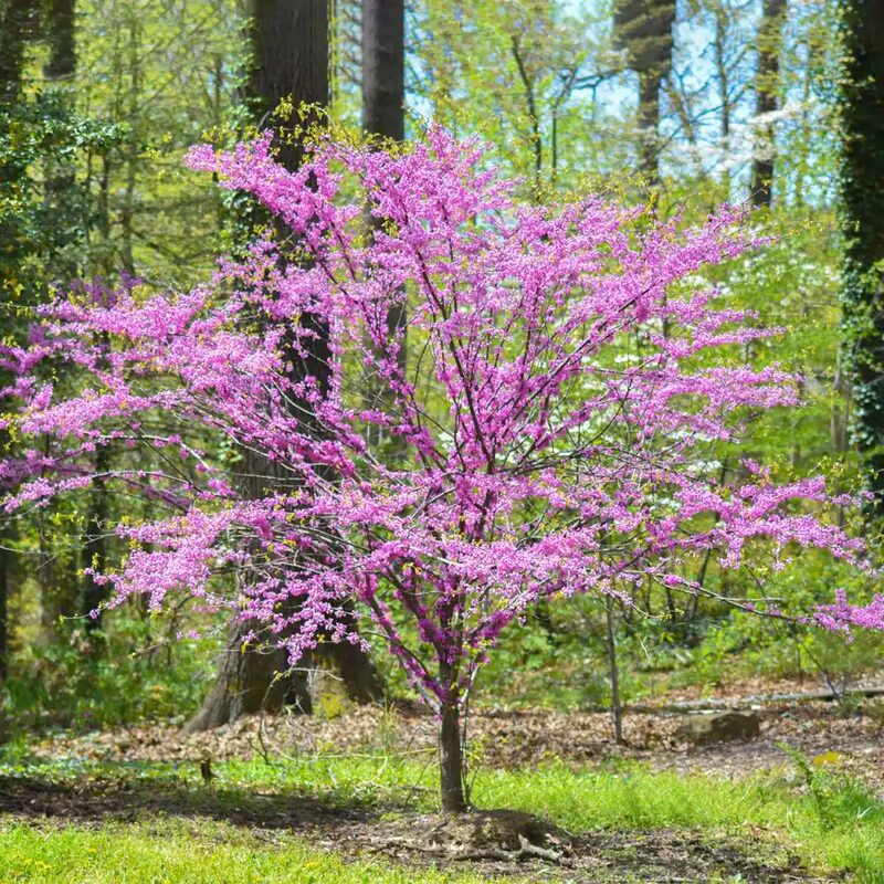 Set 3 Eastern Redbud Tree - 4-5 Ft Cercis Canadensis Hearts of Gold - 2 Yrs Old- Zones 5-9 - Native Eastern Red Bud Live Plants Outdoor - Fast Growing