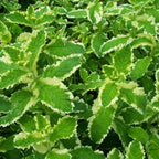 Pineapple Mint Plants Live - 5 to 7 Inch Tall- Fresh Heirloom Mint Plant - Culinary Herb - Indoors Outdoors - Spring/Fall Planting