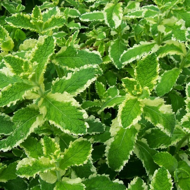 Pineapple Mint Plants Live - 5 to 7 Inch Tall- Fresh Heirloom Mint Plant - Culinary Herb - Indoors Outdoors - Spring/Fall Planting