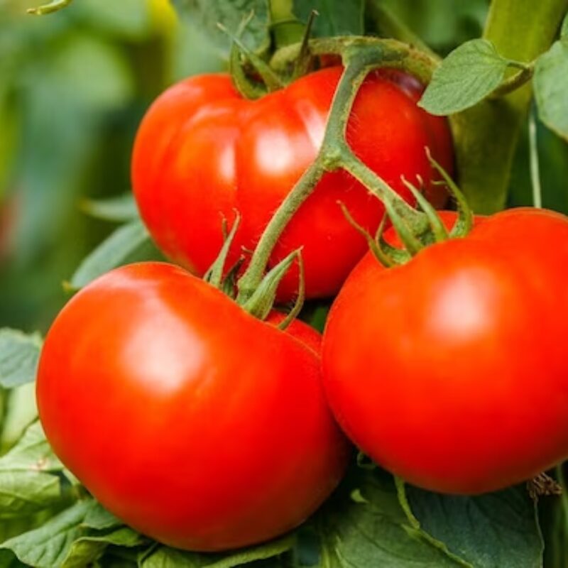 Tomato Plant 4 to 8 Inch Tall - Better Boy Tomato