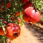 Pomegranate Tree Live Plant - Wonderful Pomegranate -8 to 10 Inch Tall, 4 Inch Pot