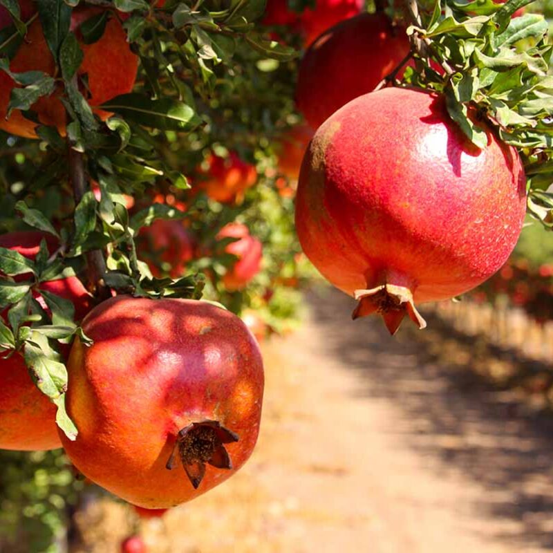 Pomegranate Tree Live Plant - Wonderful Pomegranate -8 to 10 Inch Tall, 4 Inch Pot
