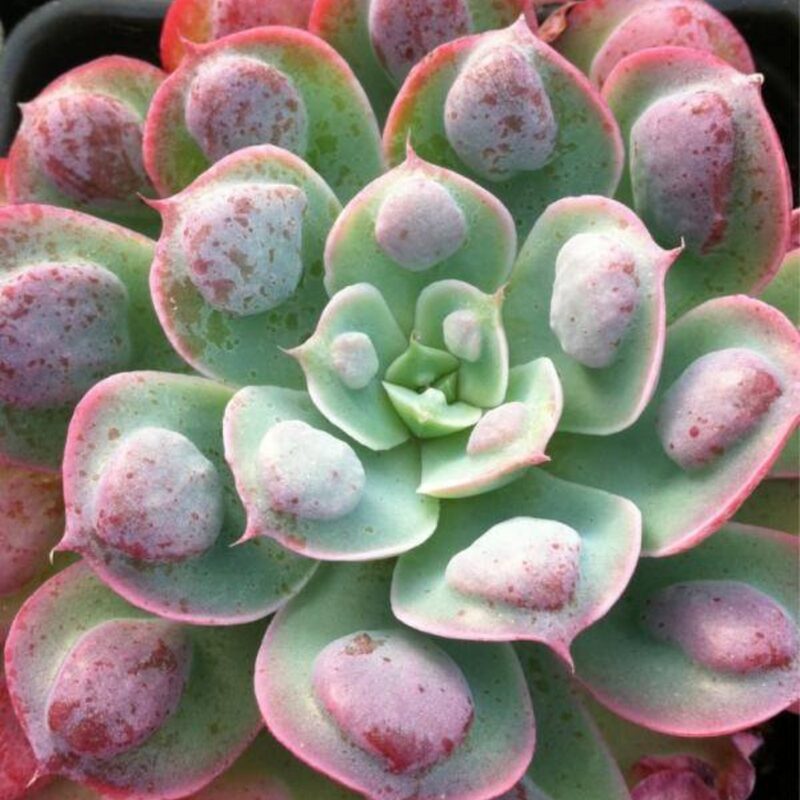 Echeveria Raindrops Succulent Plants