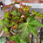 Little Beaver Begonia Plant Potted
