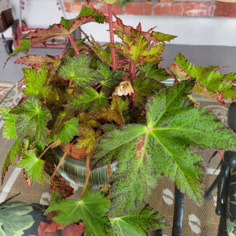 Little Beaver Begonia Plant Potted