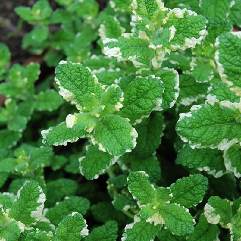 Pineapple Mint Plants Live - 5 to 7 Inch Tall- Fresh Heirloom Mint Plant - Culinary Herb - Indoors Outdoors - Spring/Fall Planting