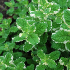 Pineapple Mint Plants Live - 5 to 7 Inch Tall- Fresh Heirloom Mint Plant - Culinary Herb - Indoors Outdoors - Spring/Fall Planting