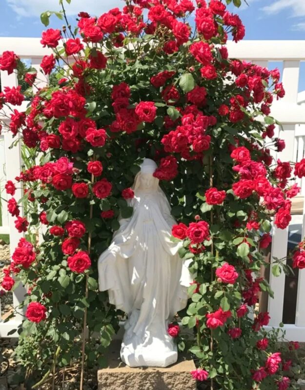 Set 5 Red Climbing Rose - Don Juan