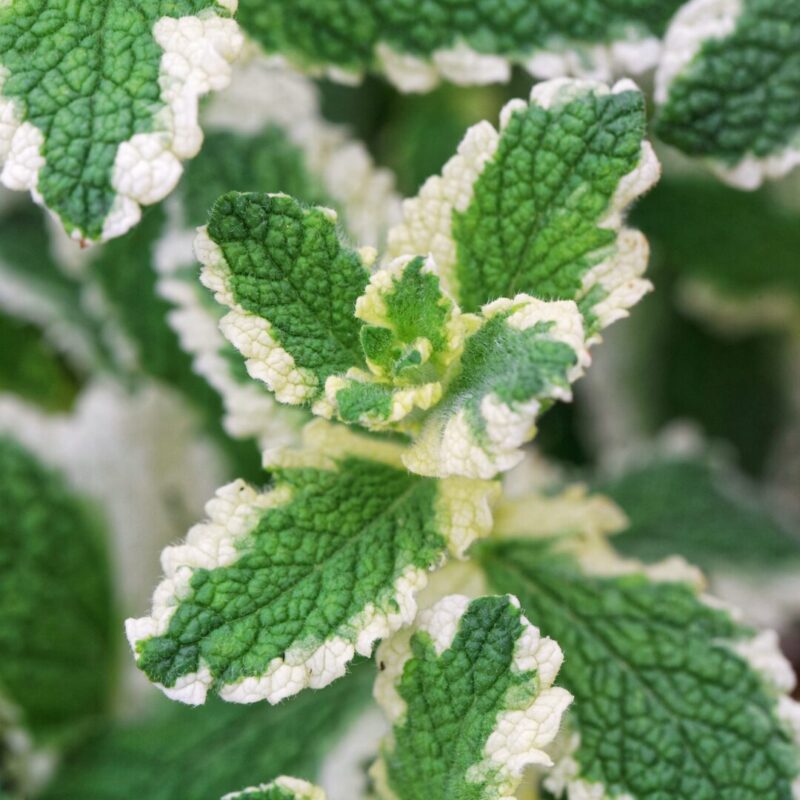 Pineapple Mint Plants Live - 5 to 7 Inch Tall- Fresh Heirloom Mint Plant - Culinary Herb - Indoors Outdoors - Spring/Fall Planting
