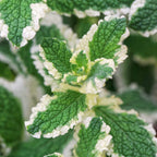 Pineapple Mint Plants Live - 5 to 7 Inch Tall- Fresh Heirloom Mint Plant - Culinary Herb - Indoors Outdoors - Spring/Fall Planting