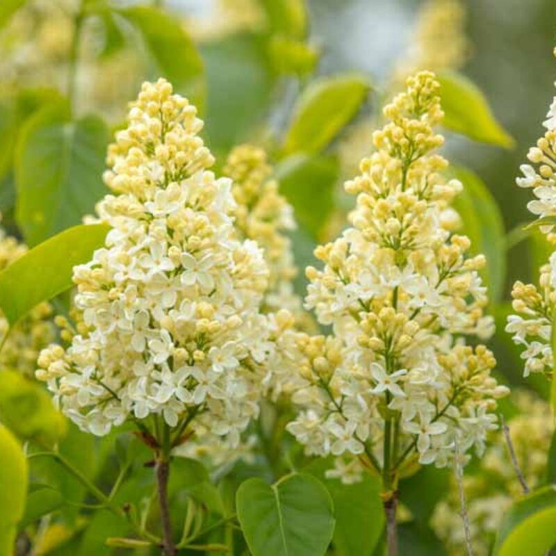 Lilac Tree