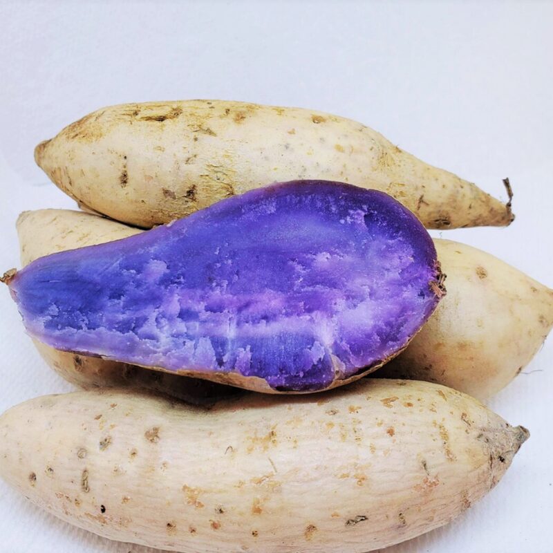 Mixed color Sweet Potato Slips, Sweet Potato Vine Live Plant - 20 Slips - Non-Gmo Organic - Well Rooted - Zone: 10-11- Outdoors - Full Sun