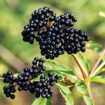 2 Black American Elderberry Live Plants 6-12 Inch Tall