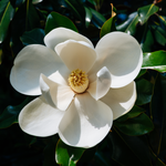 2 Sweetbay Magnolia Plants 6-12 Inch Height
