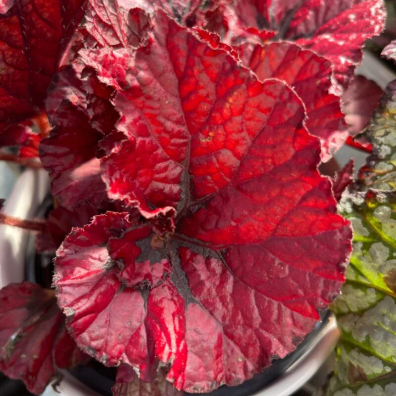 Red Robin Begonia Plant Potted