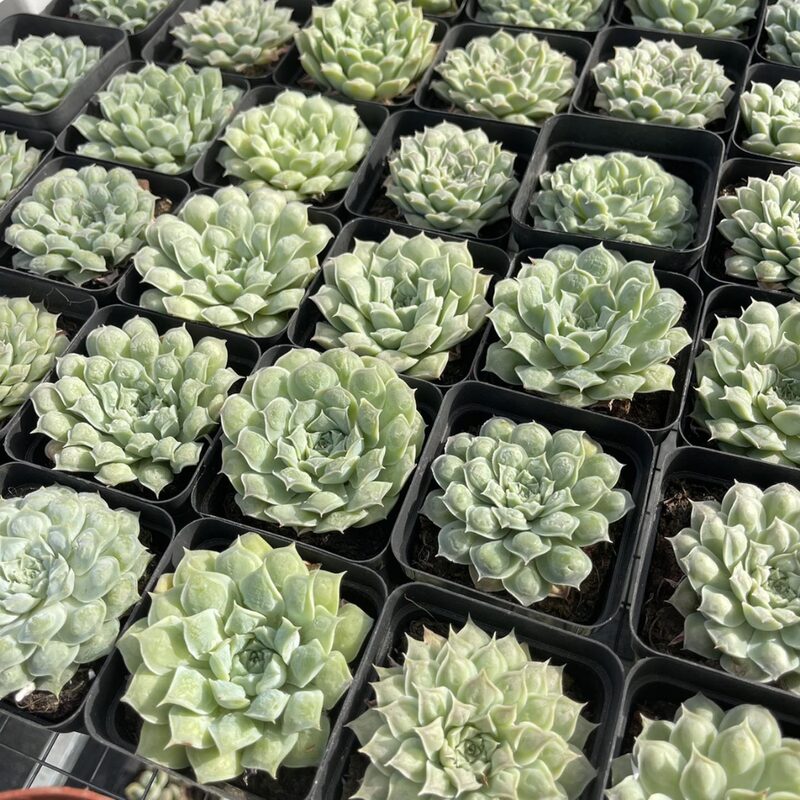 Echeveria Raindrops Succulent Plants