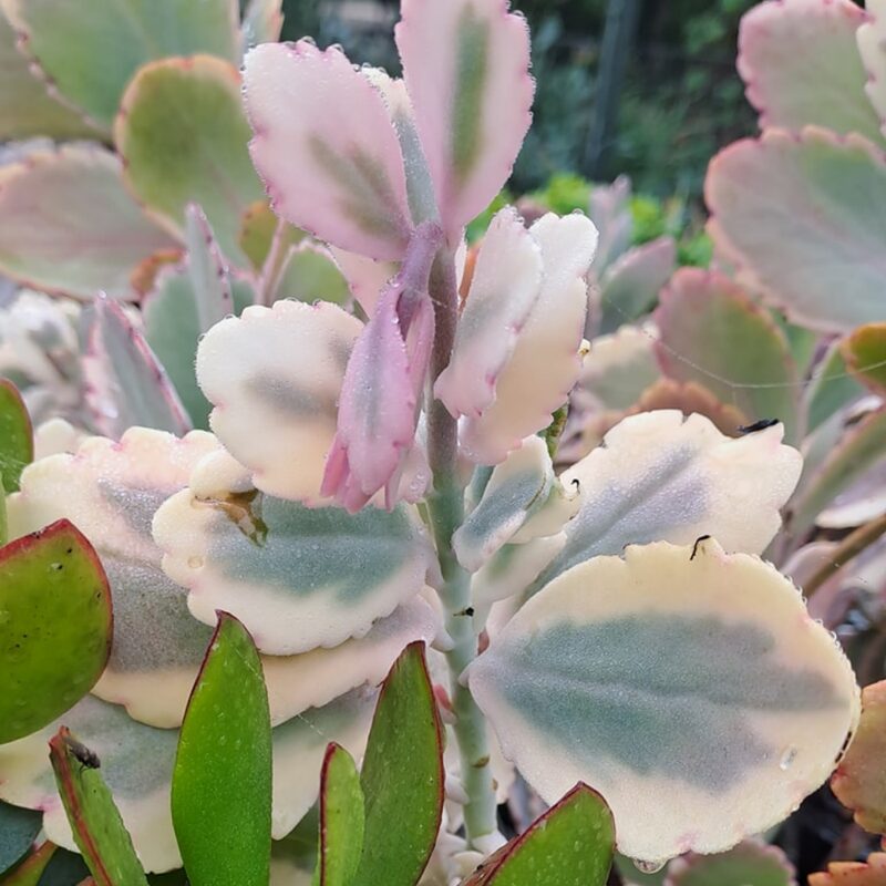 Sedum Two-row Stonecrop Plant, Dragon's Blood, Sedum Spurium Plant - 4 Inches Pot - Live Succulents Plant Indoor House Plant