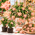 4 Christmas Cactus Plants Live, 5-9 Inch Tall (Salmon)