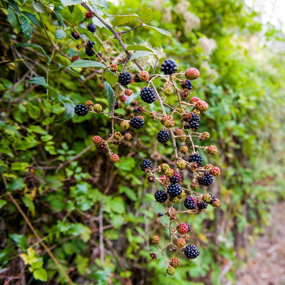 Blackberry Plants, 2 Thornless Blackberry Plants, Sweet Blackberry Bush for Planting, Blackberries Plants, Fruit Bushes, Fruit Trees 5 to 9 Inches Tall