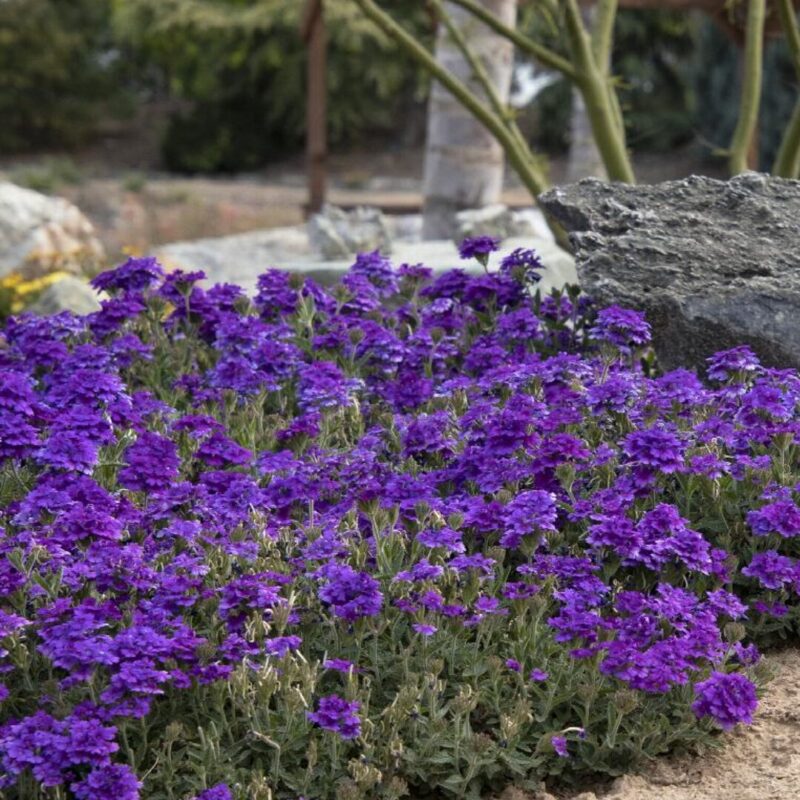 6 Purple Verbena Perennial Ground Cover