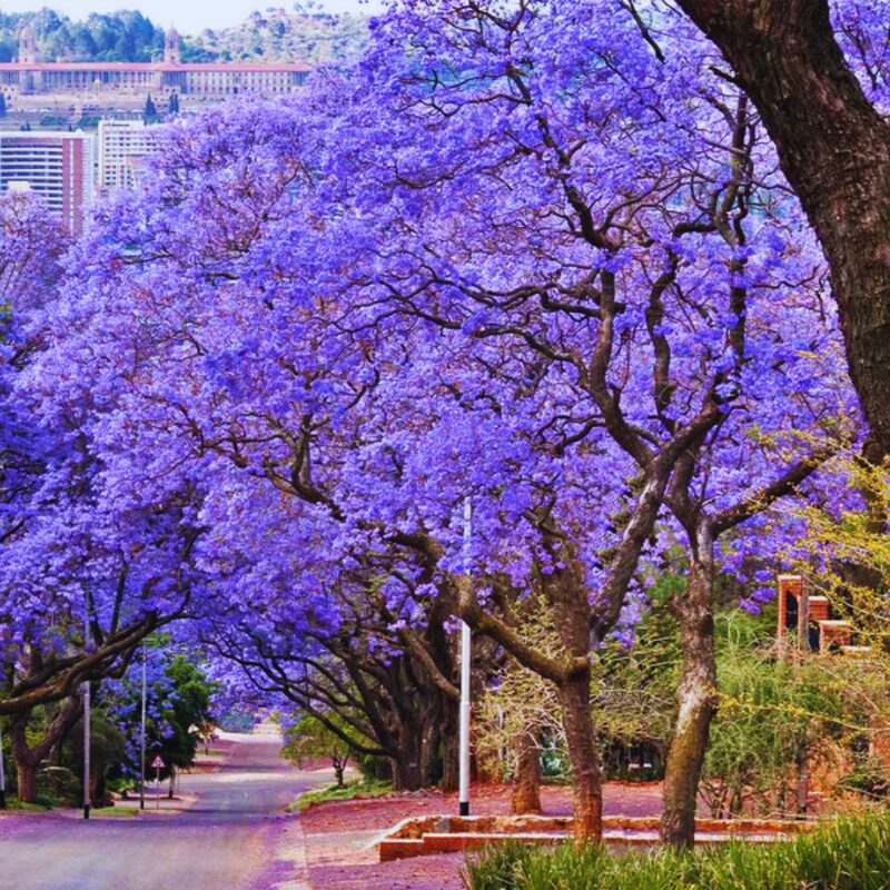 12 Blue Purple Jacaranda Mimosifolia Trees Live Plants Great for Bonsai - Zones 9-11