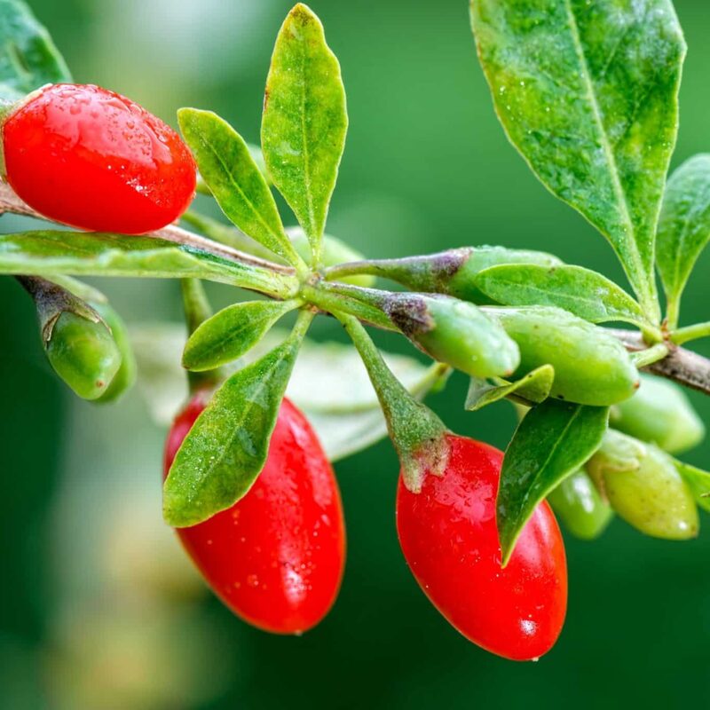 2 Red Goji Berry Trees - Goji Berry Fruit Trees - Large - Red-Orange - Lycium barbarum