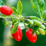 2 Red Goji Berry Plants - Goji Berry Fruit Plants From 7 To 12 Inch Tall - Medium - Red