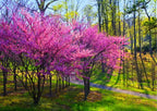 Set 4 Eastern Redbud Trees Live Plants Quart Pot, 10-15 Inc, Cercis Canadensis Red Bud Trees Live Plants Outdoor Fast Growing